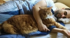 4 Dôvody, prečo s vami umožniť mačku spať v jednej posteli